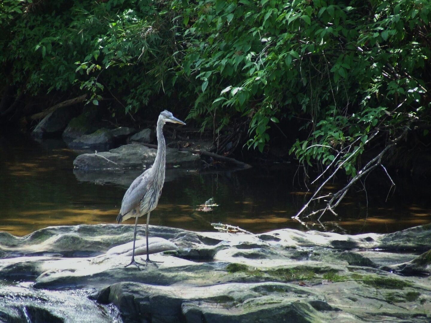 A Great Blue Heron standing on a rock