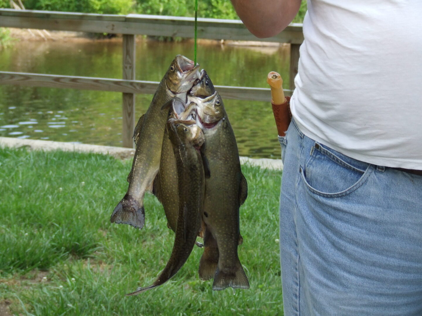 A bunch of bass caught through fishing
