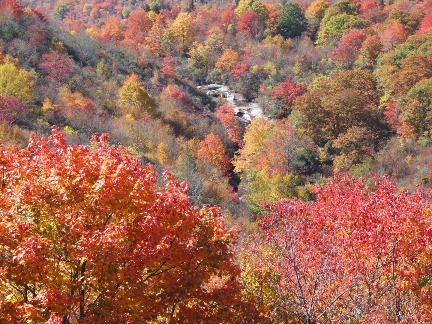 Autumn trees and foliage